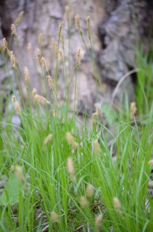 Carex pensylvanica